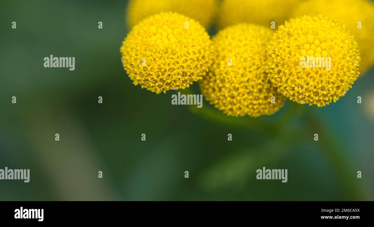 Gemeine Ragwort Senecio jacobaea - schöne gelbe Blume Nahaufnahme Makro Stockfoto