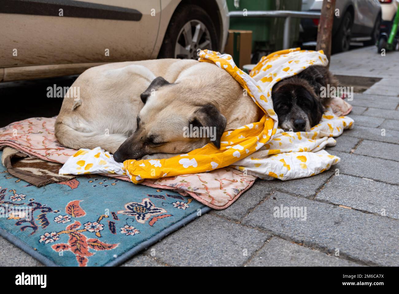 Streunende Hunde im Winter, schlafen auf der Straße - Tierrechte, Schutz, ethische Behandlung Konzeptfoto Stockfoto