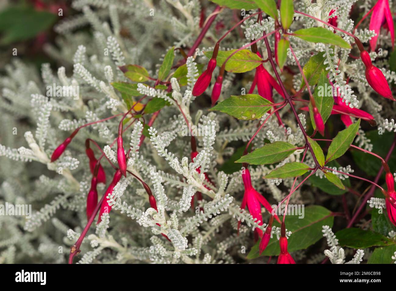 Die rote Fuchsia-Blume hängt im Park Stockfoto