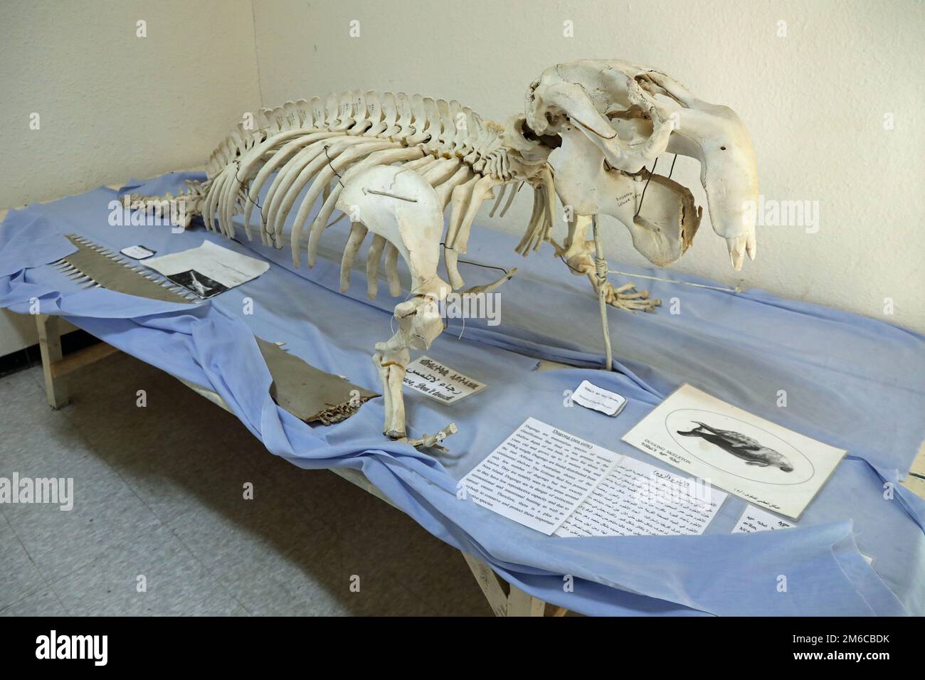 Dugong-Skelett im Regionalen Museum des nördlichen Roten Meeres in Massawa Stockfoto