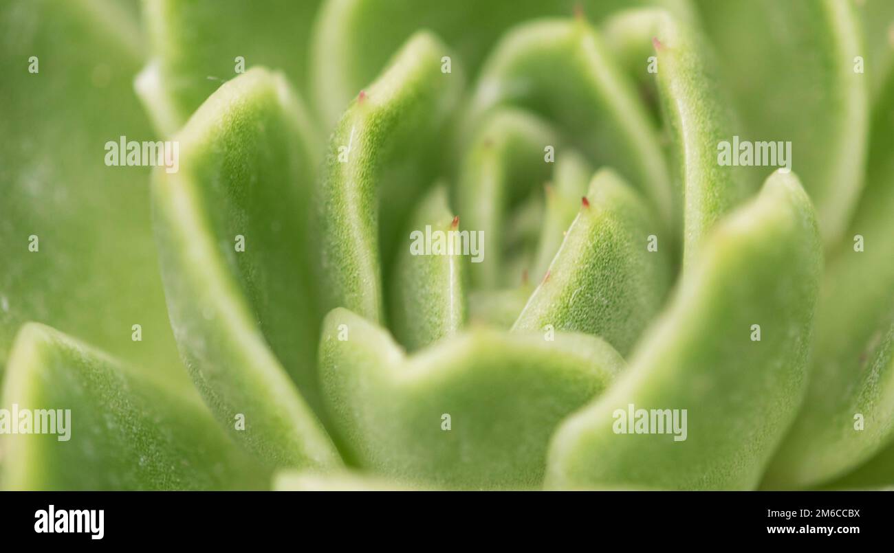 Echeveria secunda-Spezies-Textur und Nahaufnahme. Stockfoto