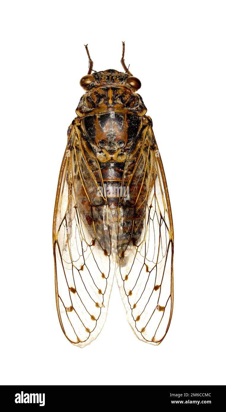 Cicada auf weißem Hintergrund - Cicada orni (Linnaeus,1758) Stockfoto