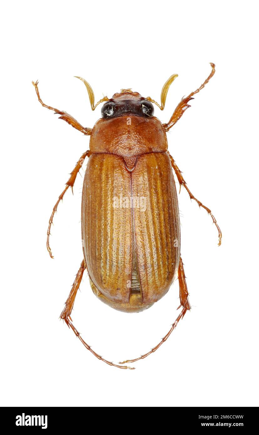 Brown-Chafer auf weißem Hintergrund - Serica Brunnea (Linnaeus, 1758) Stockfoto