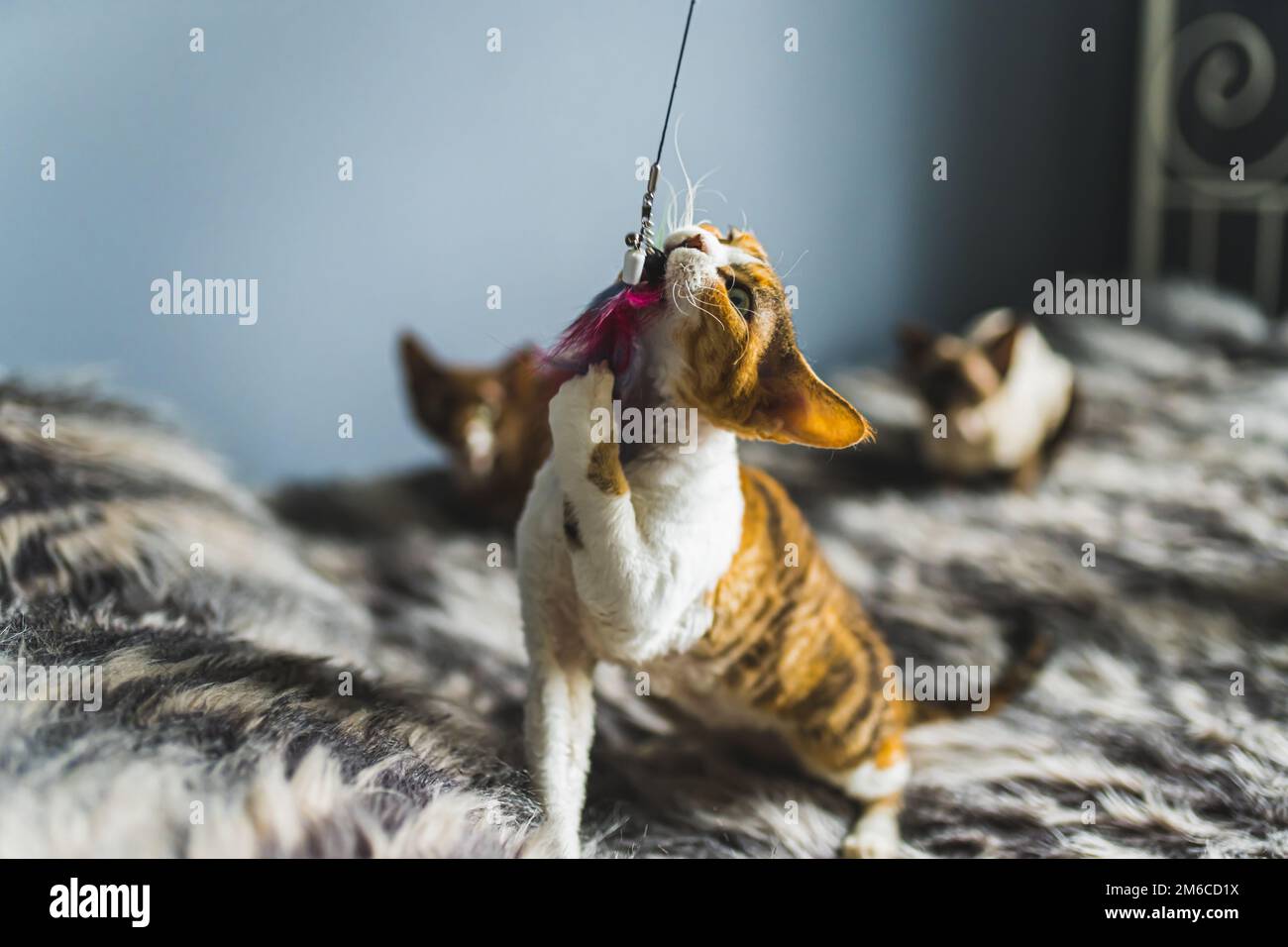 Devon Rex-Katzen, die mit einer Angelrute spielen. Hochwertiges Foto Stockfoto