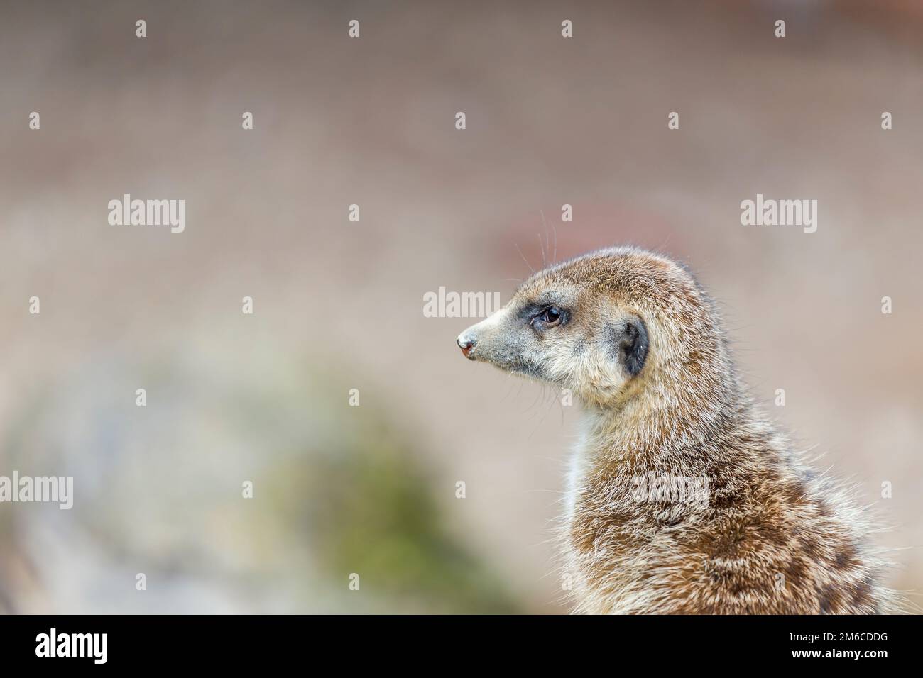 Ein Erdmännchen beobachtet uns Stockfoto