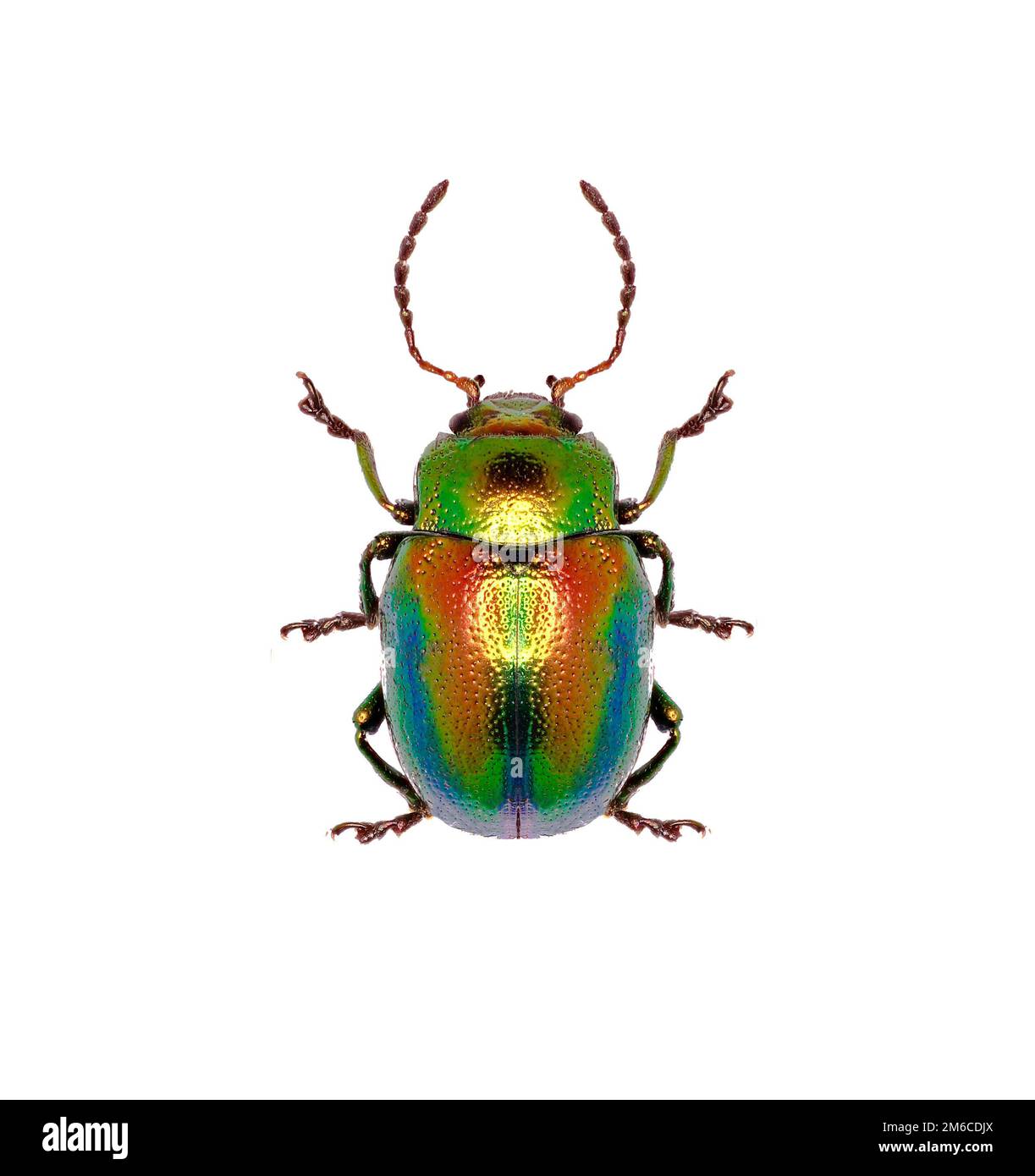 Toten-Brennessel Leaf Beetle auf weißem Hintergrund - Chrysolina Fastuosa (Scopoli, 1763) Stockfoto