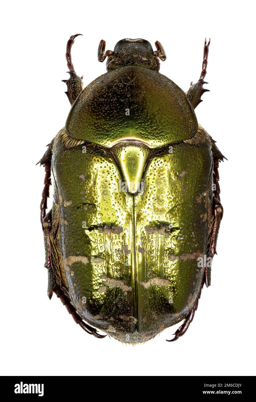 Chafer Käfer Protaetia auf weißem Hintergrund - Protaetia Metallica (Herbst 1782) Stockfoto