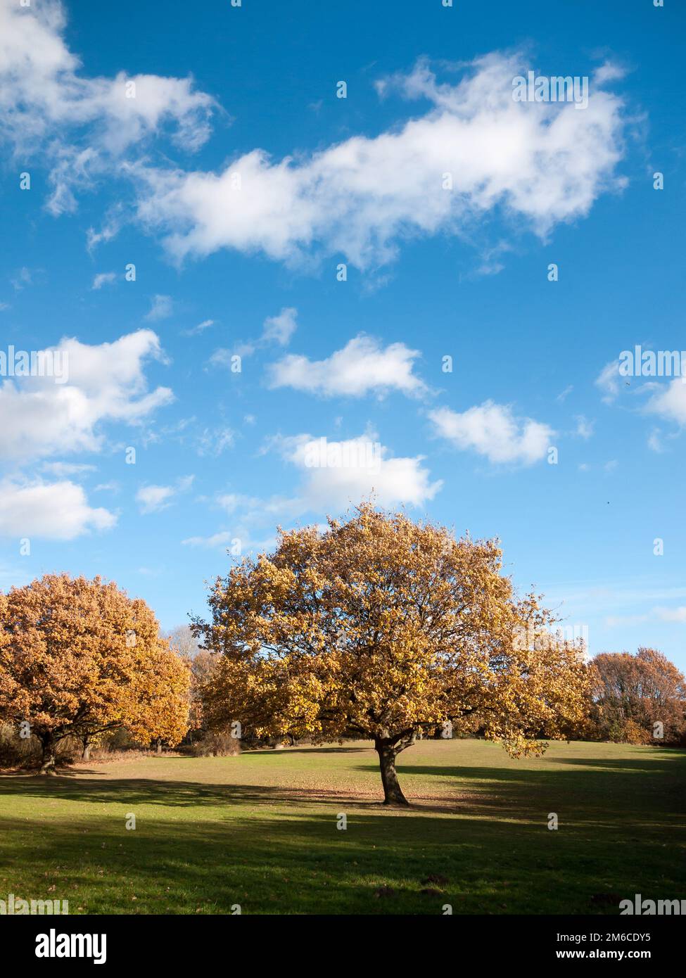 Herbstbaumlandschaft Gras leeres Land Himmelblau Stockfoto