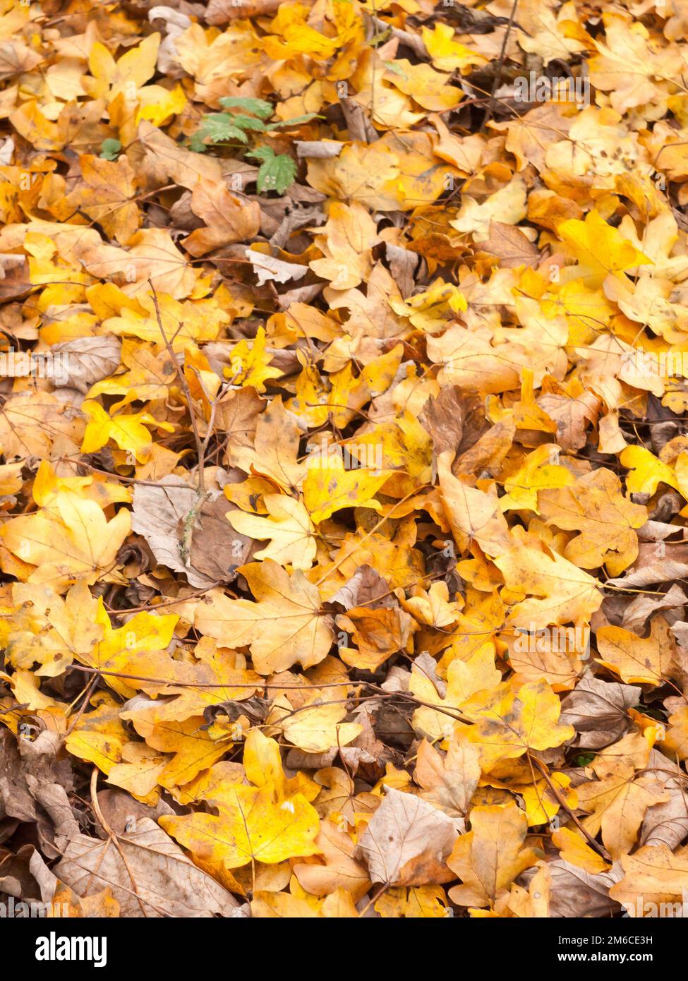 Hintergrundstruktur des Blattes in Orange und Gelb Herbstlaub Stockfoto