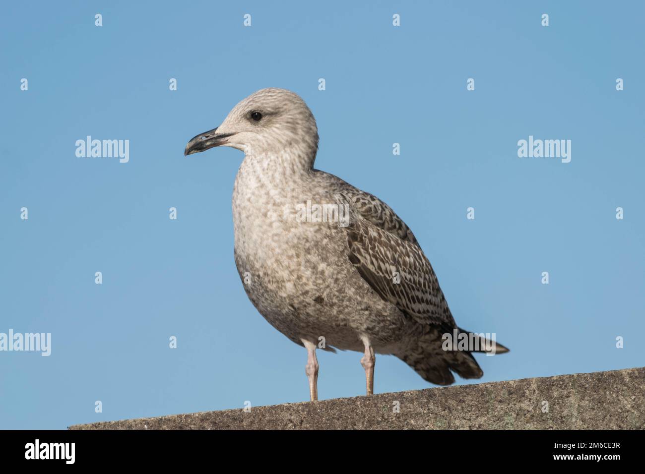 Sea Gull schließen oben mit Augenkontakt, gefunden in der Nähe von London Eye. Konzept Tourismus, Freizeit am Meer, Sommer. Stockfoto