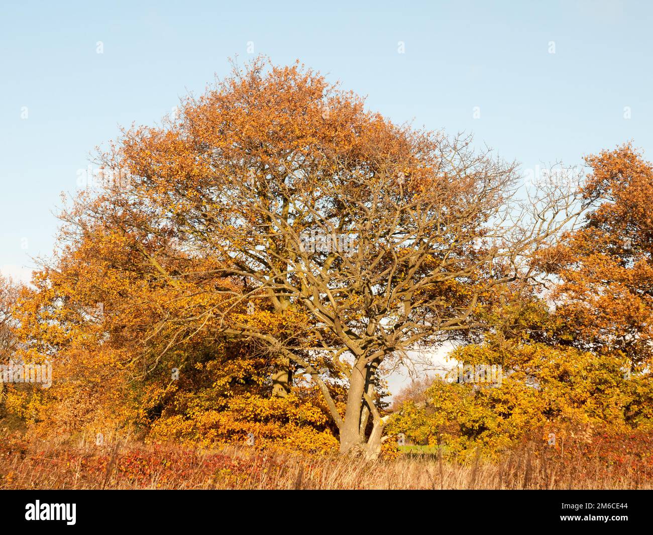 Gelber Herbstbaum hinterlässt Hintergründe, Äste, Stamm Stockfoto