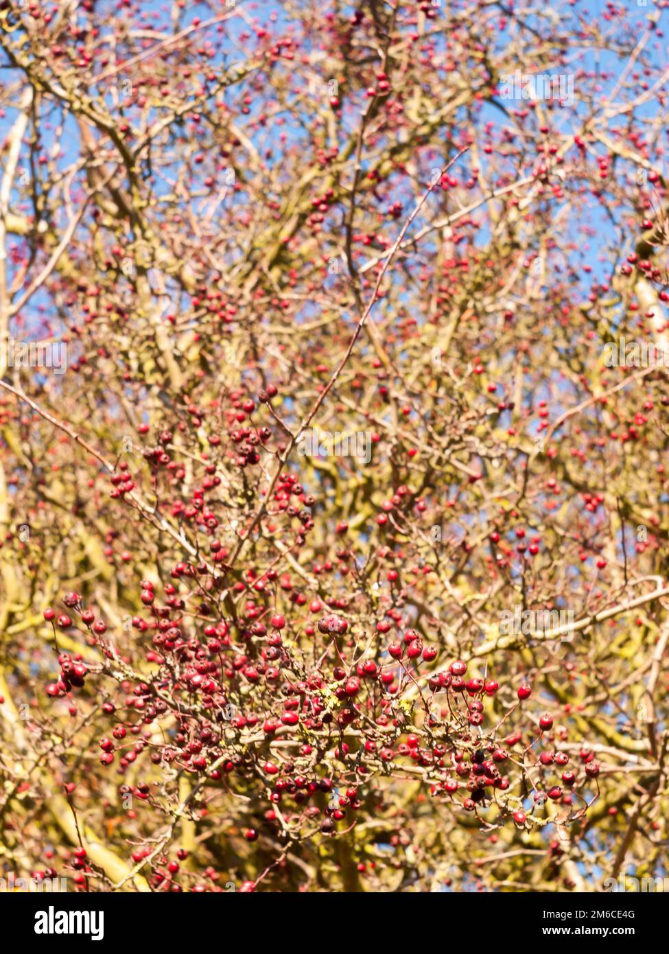 Rote Beeren auf einem nackten Ast im Herbst draußen Stockfoto