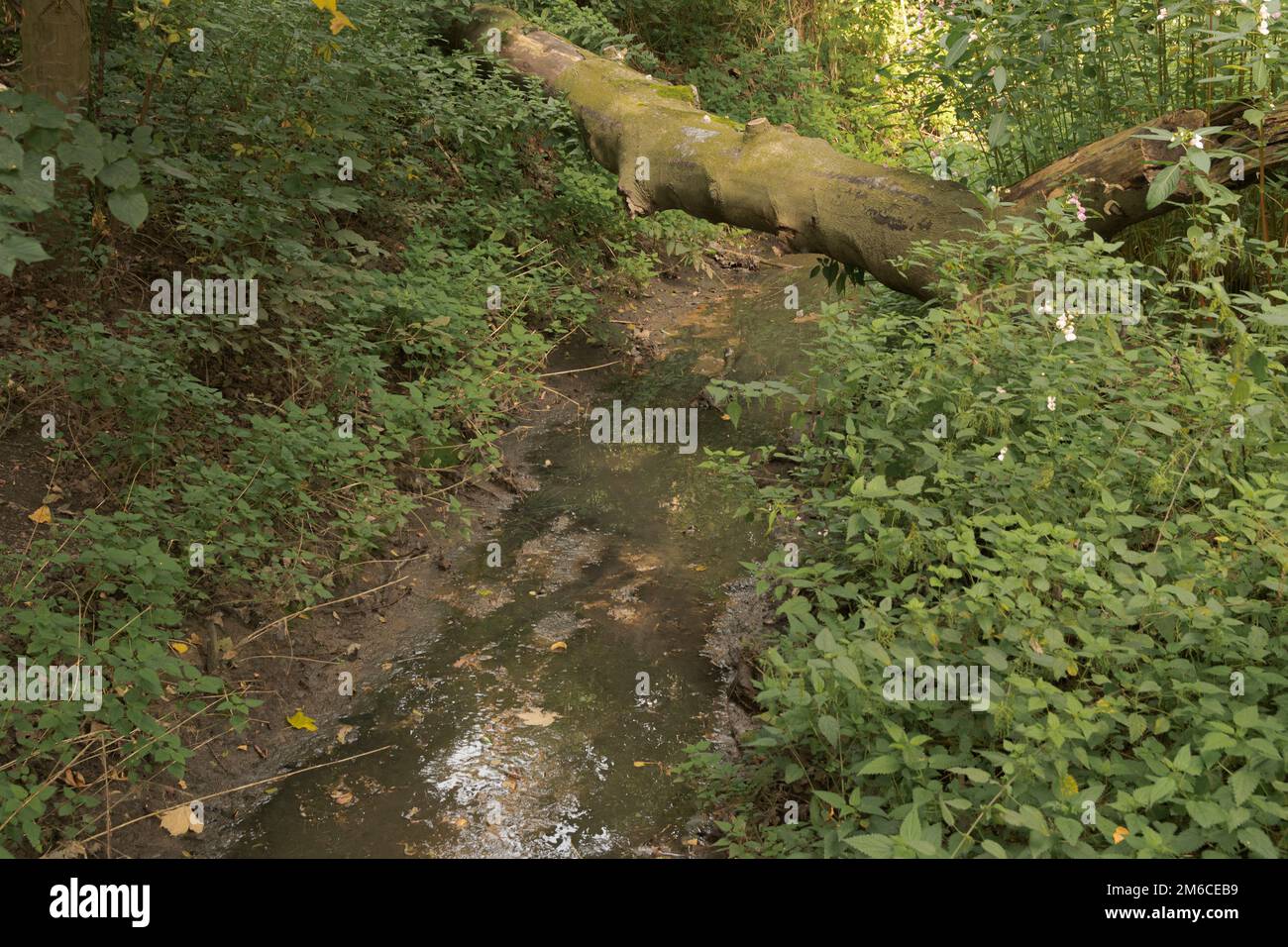 Ein gefallener alter Baum, der über einem Bach in Form einer Brücke liegt. Ruhige Landschaft Stockfoto