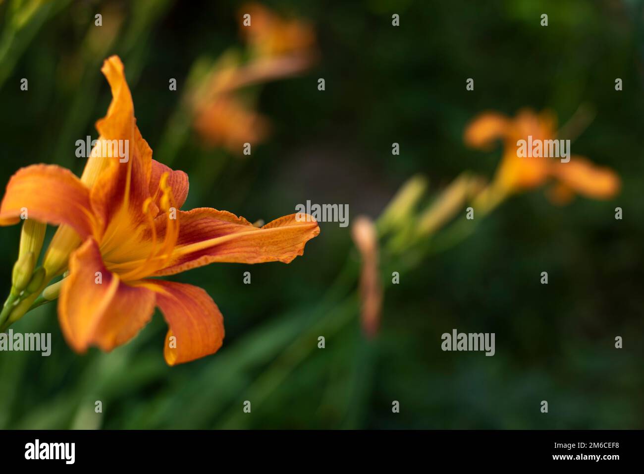 Blumen im Garten. Details der Natur. Natürlicher Hintergrund. Stockfoto