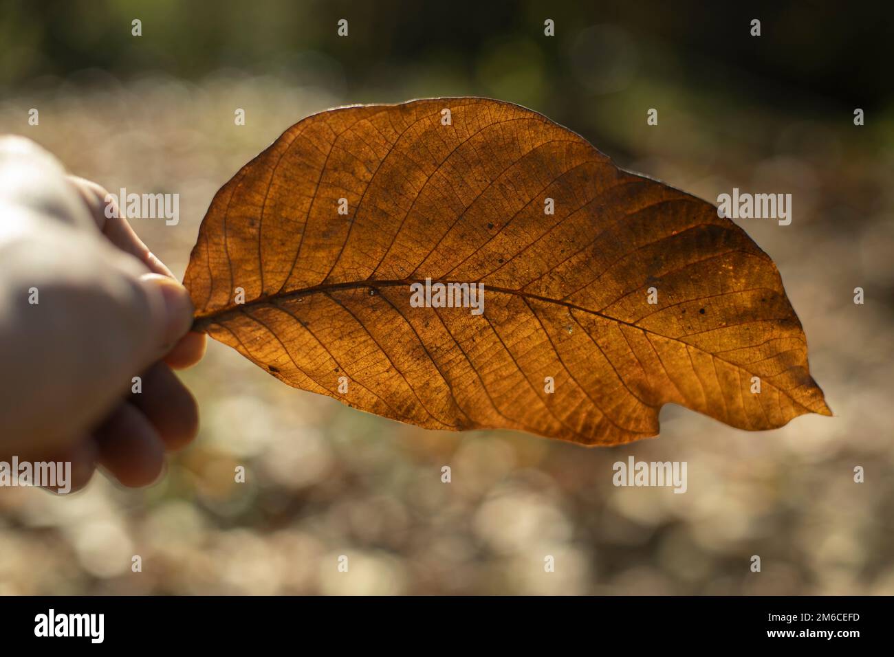 Herbstblatt in der Hand. Große trockene Blätter der Pflanze. Stockfoto