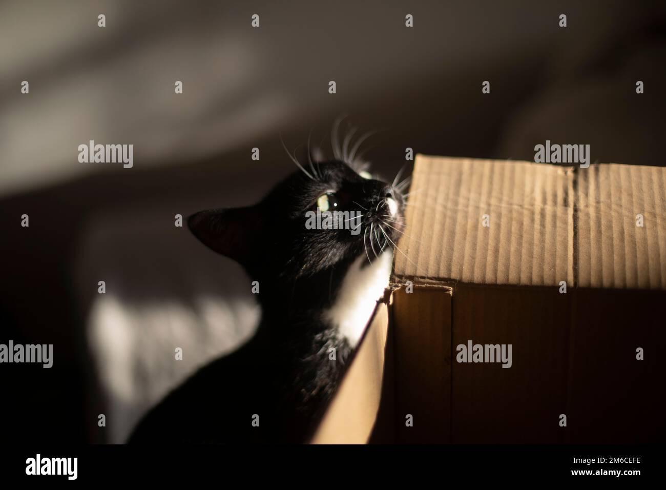 Die Katze juckt an der Box. Katze zu Hause. Haustier und Pappe. Stockfoto