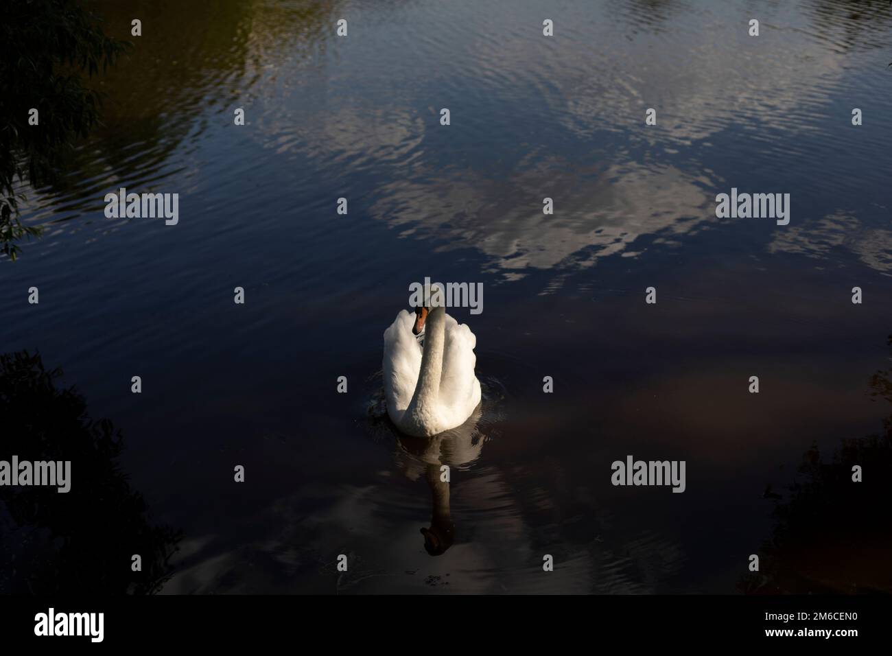 Weißer Schwan im Wasser. Wasservogel am See. Weiße Schwanenfedern. Stockfoto