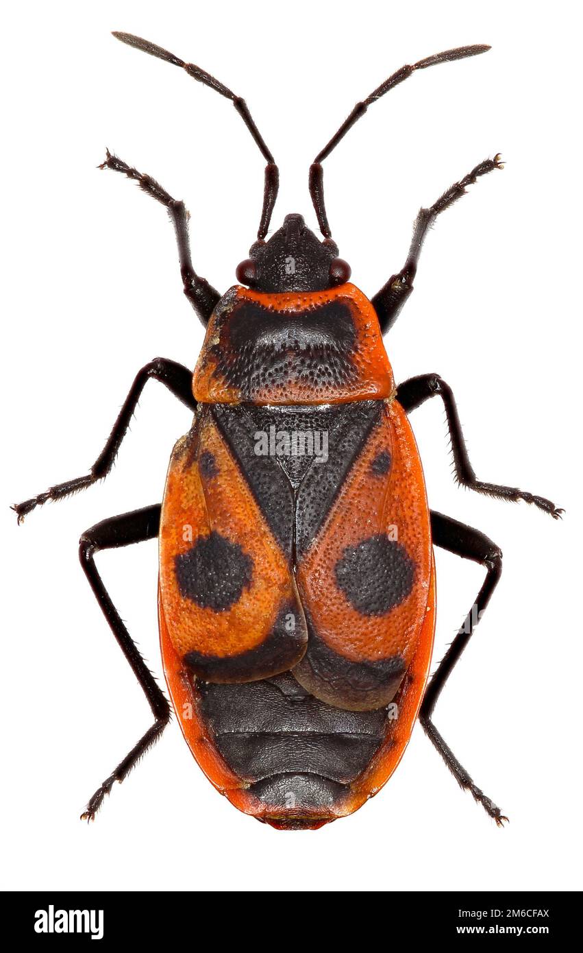Die Firebug auf weißem Hintergrund - Pyrrhocoris Apterus (Linnaeus, 1758) Stockfoto