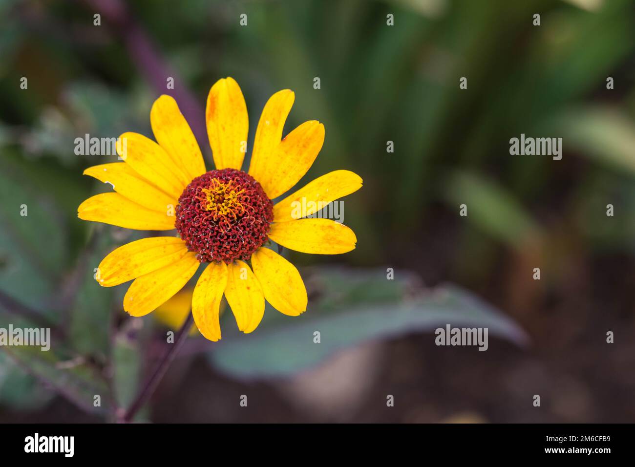 Rudbeckia fulgida 'Goldstrum' orange Coneflower in voller Blüte Stockfoto