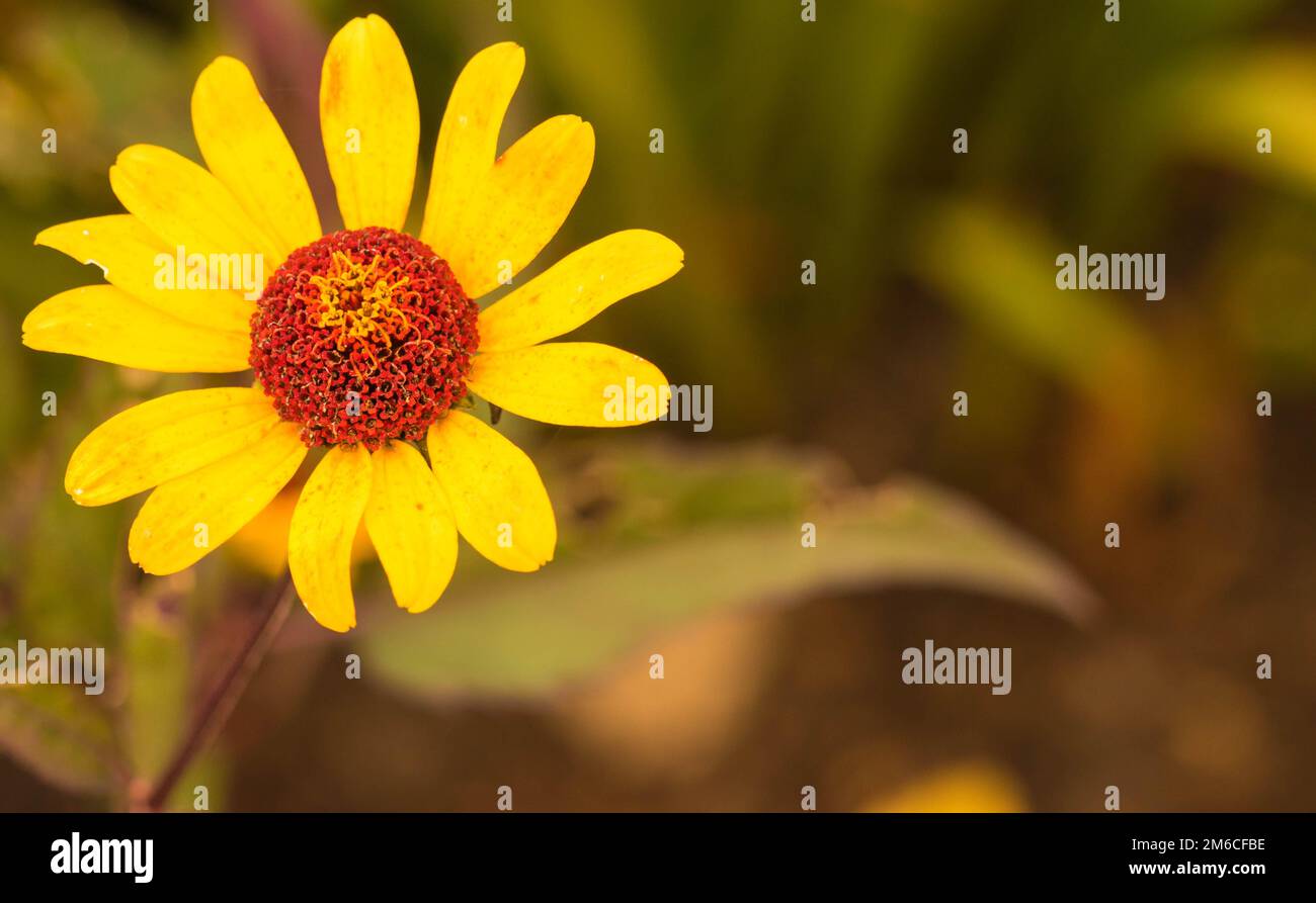 Rudbeckia fulgida 'Goldstrum' orange Coneflower in voller Blüte Stockfoto