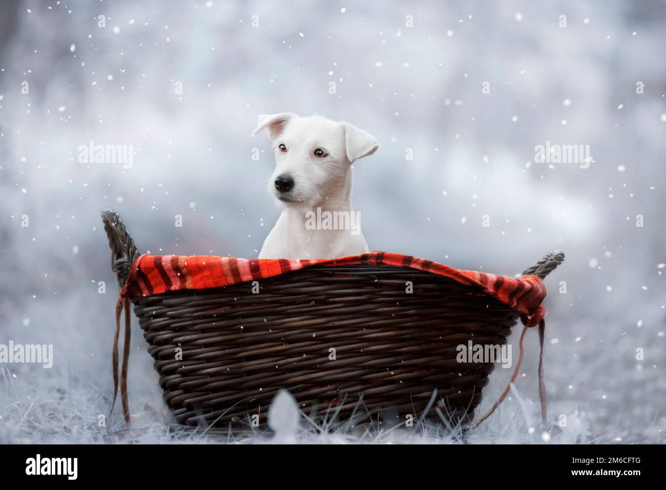 Winterporträt von Jack Russell in einem Korb. Stockfoto