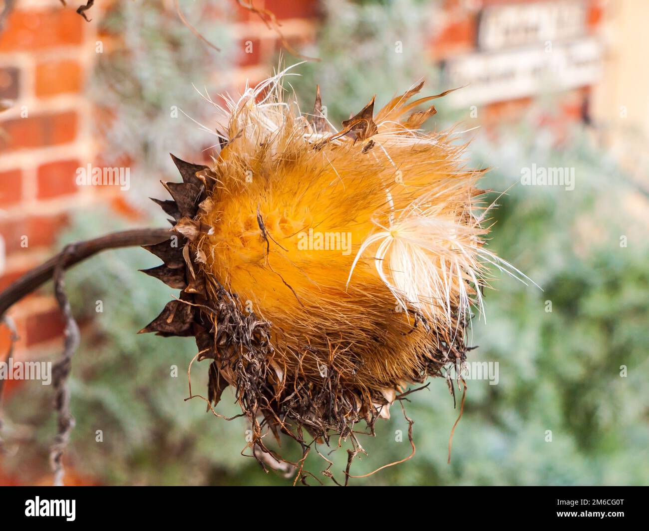 Wunderschöne tote Sonnenblumenkopfpflanze im Herbst-Winter Stockfoto
