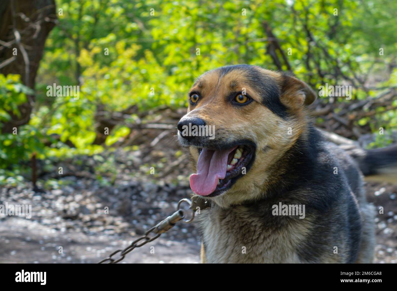 Trauriger, hungriger und einsamer Hund in einer Kette, der vor dem Hundehaus bleibt. Zum Begriff der Tiermisshandlung Stockfoto