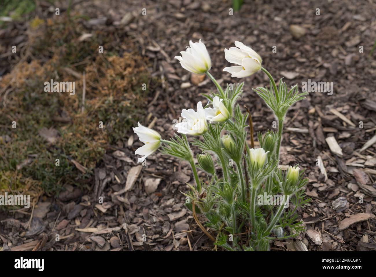 Weiße Pulsatilla alpina blüht Stockfoto