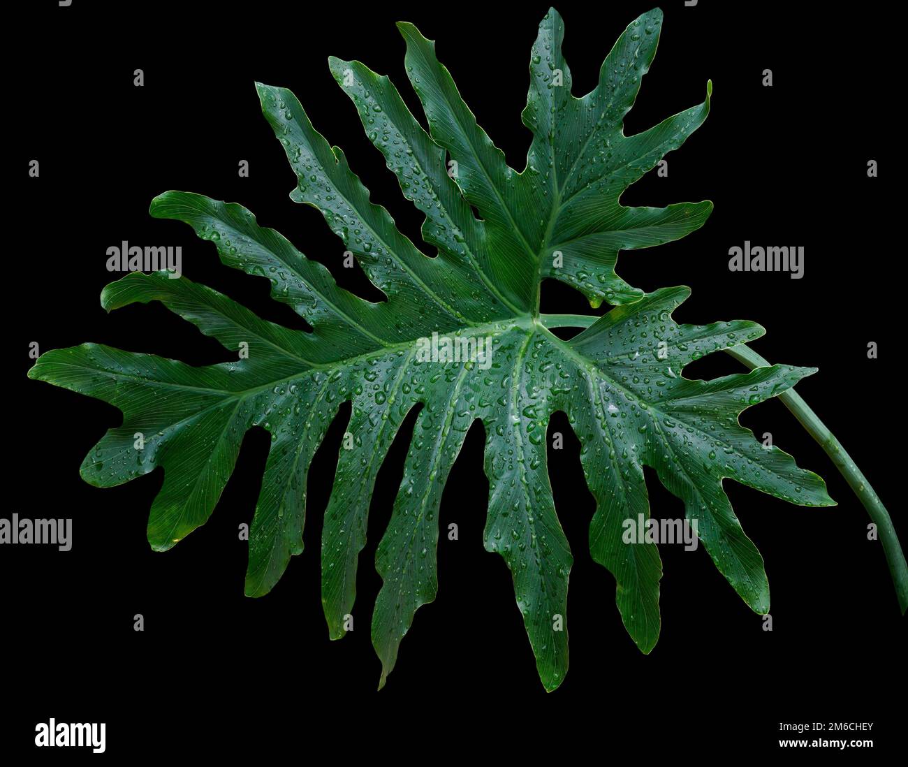 Grosse grüne tropische Blätter von Philodendron auf schwarzem Hintergrund Stockfoto