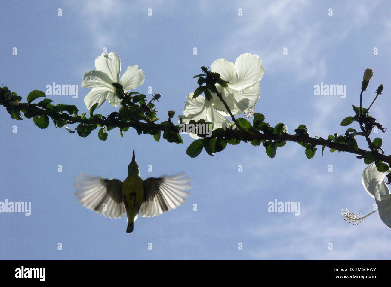 Weiße Hibiskusblüten Stockfoto