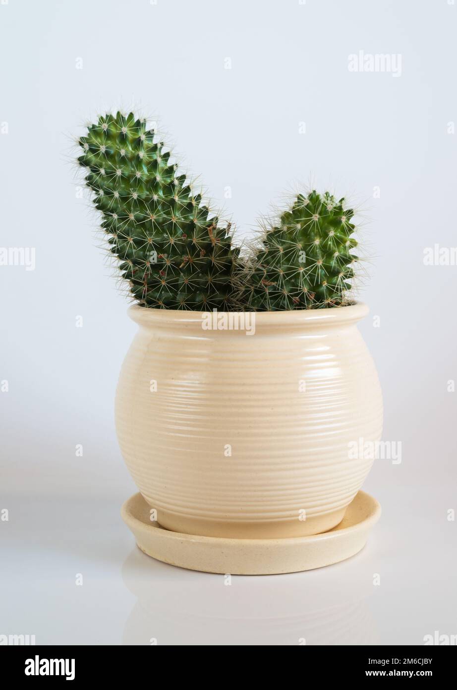 Kaktus in weißen Topf auf weißem Hintergrund. Stockfoto