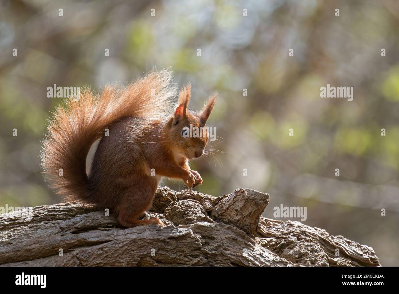 Ein britisches rotes Eichhörnchen auf einem umgestürzten Baum auf Brownsea Island Stockfoto