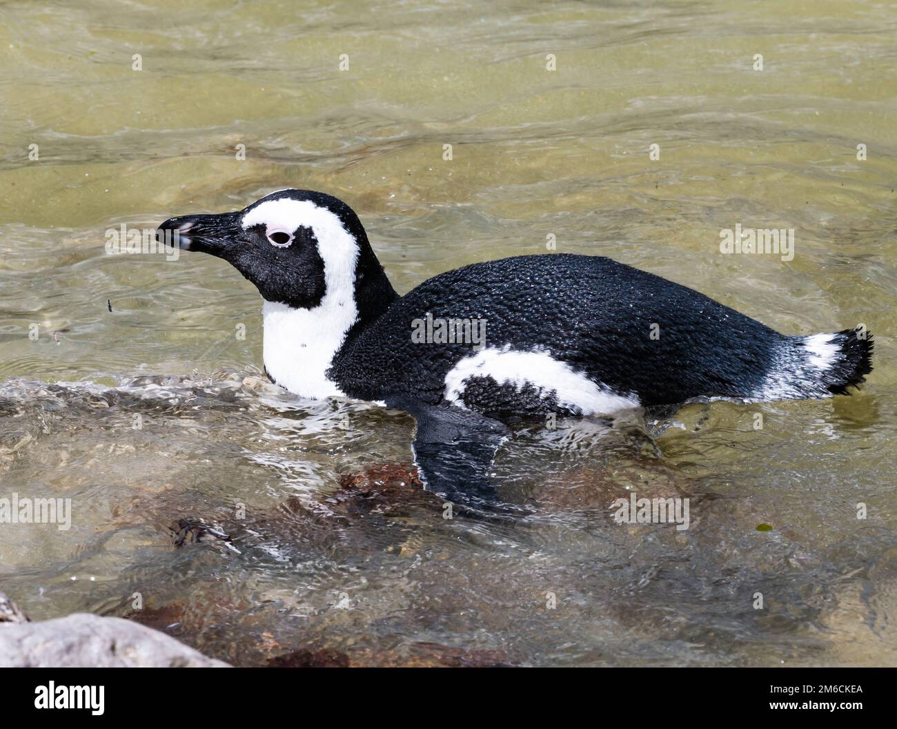 Ein gefährdeter afrikanischer Pinguin (Spheniscus demersus), der im Wasser schwimmt. Westkap, Südafrika. Stockfoto