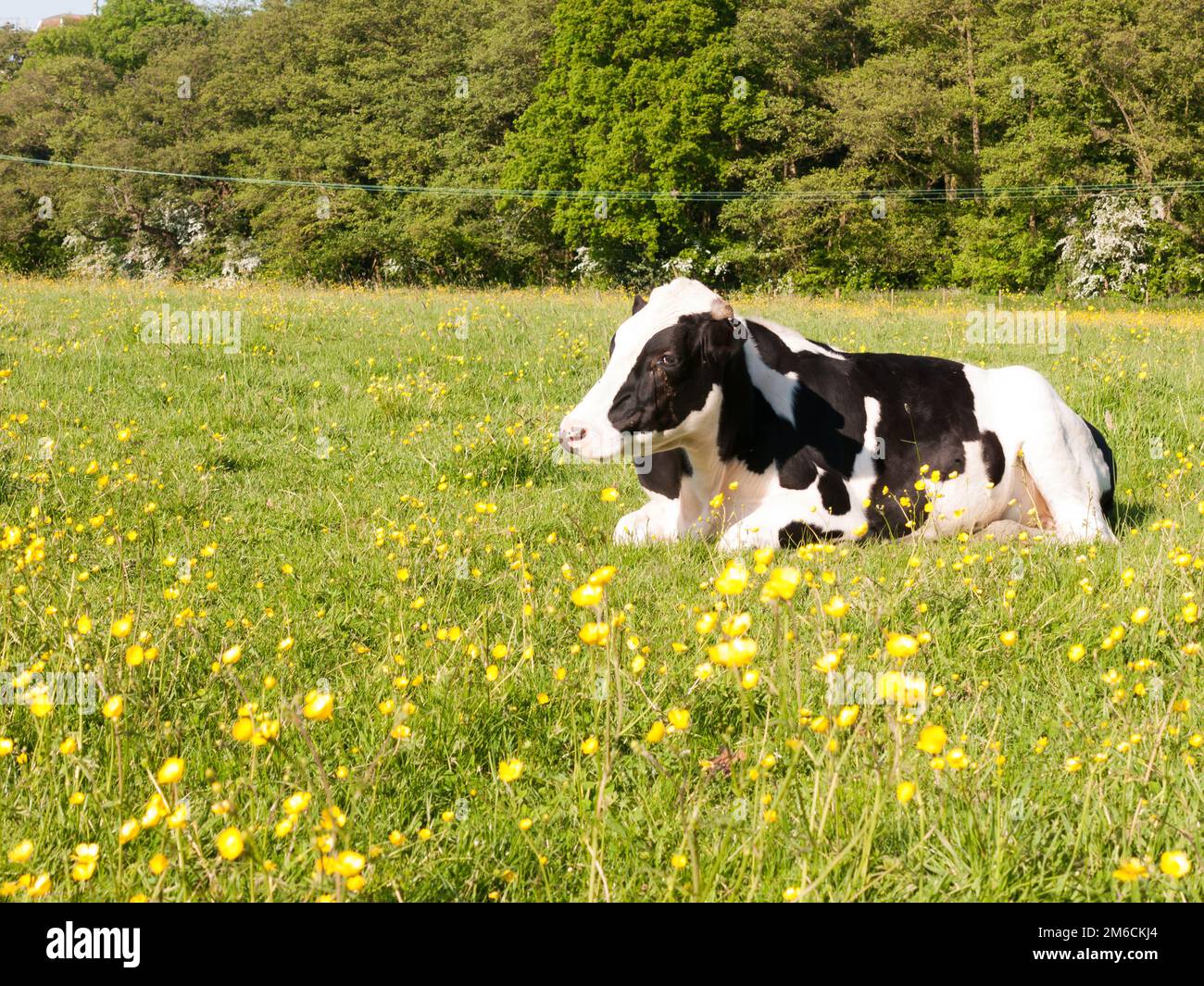 Nahaufnahme Porträt und schwarz-weiße Milchkuh im Frühling des Bauernhofs Stockfoto