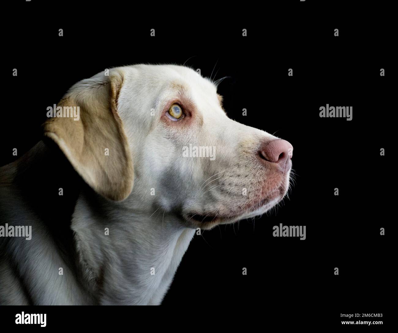 Gelber Labrador Retriever Stockfoto