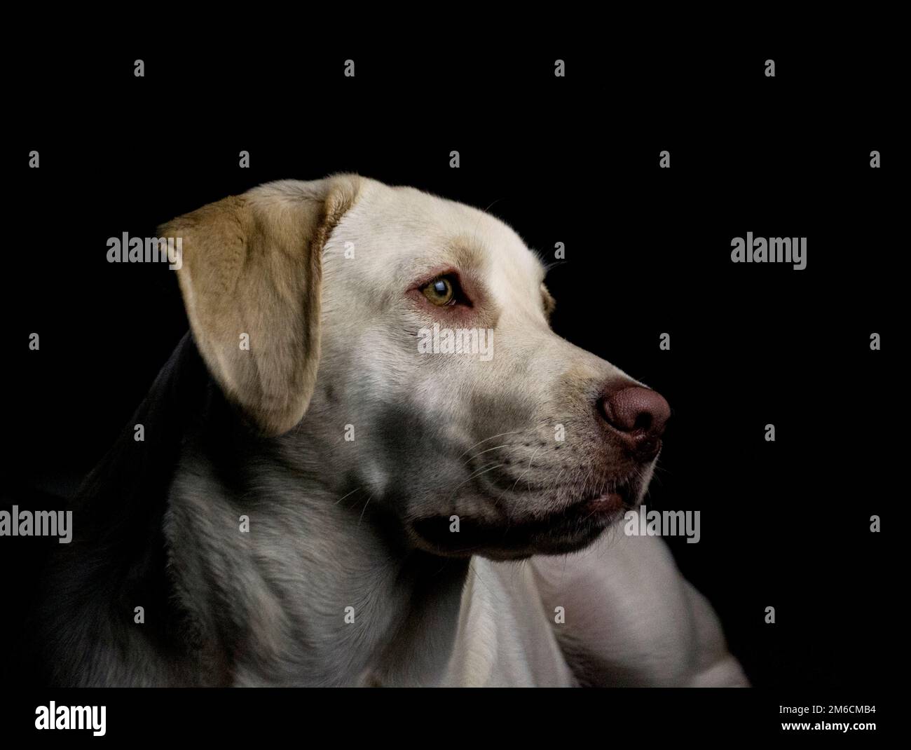 Gelber Labrador Retriever Stockfoto