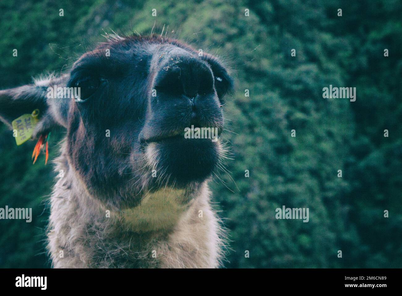 Llama portrait. Inka Trail. Peru. Südamerika. Keine Menschen. Stockfoto