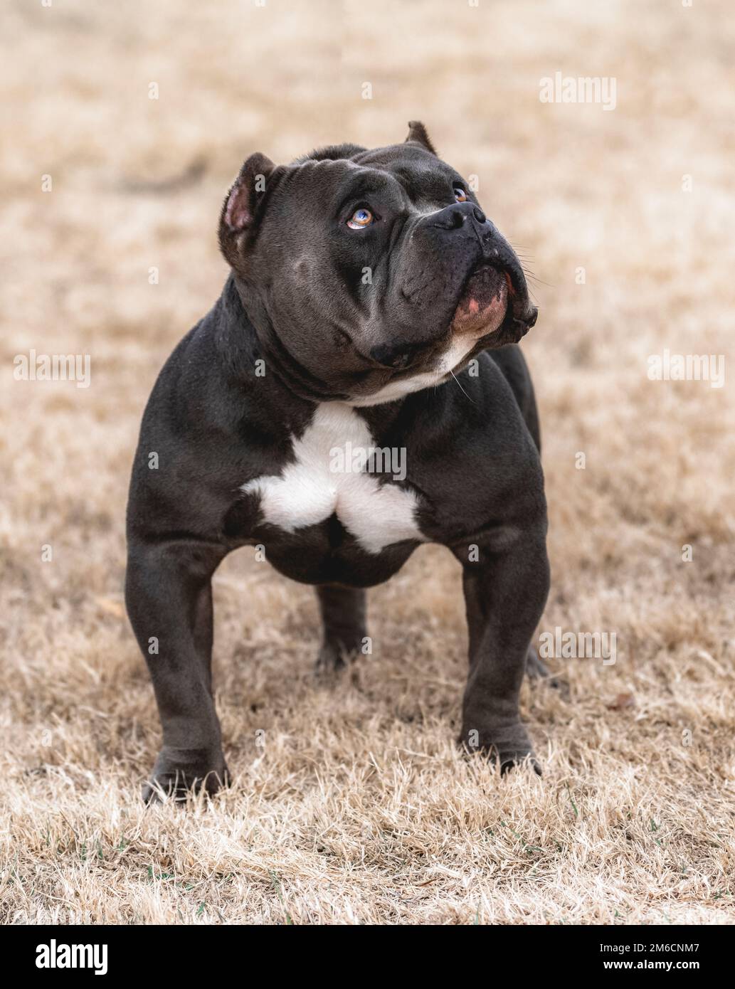 Muskulöser Pitbull im Park Stockfoto