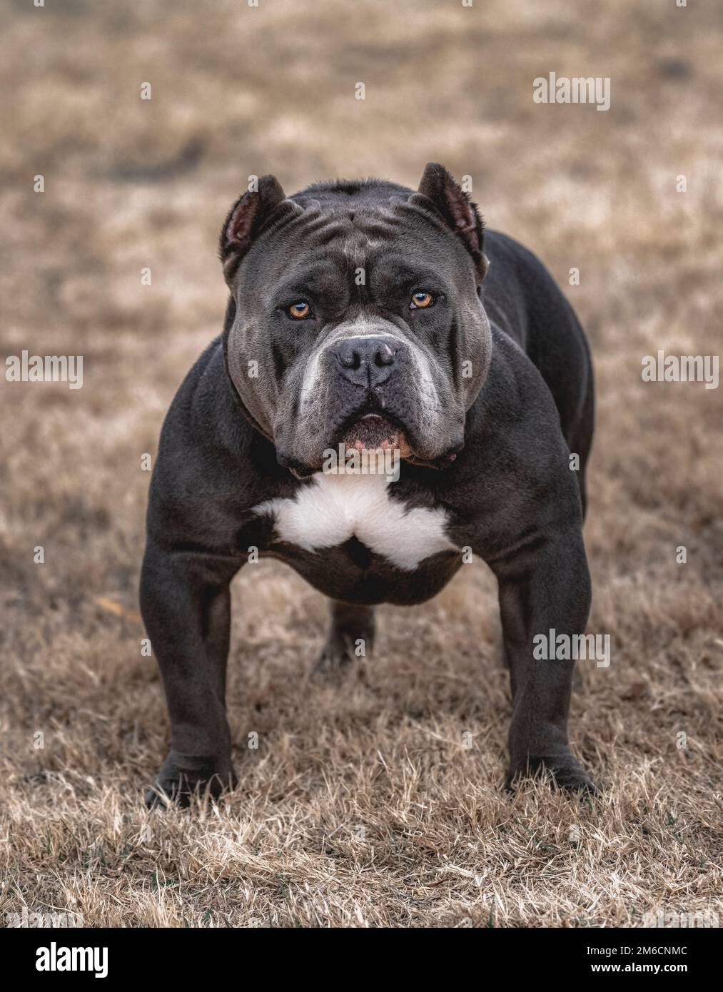 Er stellte sich Pitbull im Park Stockfoto