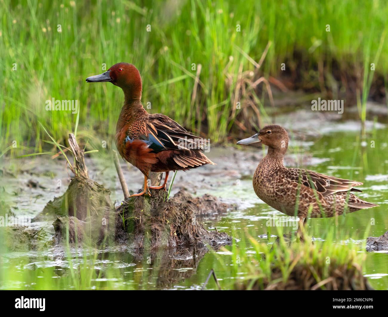 Ein Cinnamon Teal-Paar, das in einem Sumpfgebiet steht und vor dem Start wachsam ist. Stockfoto