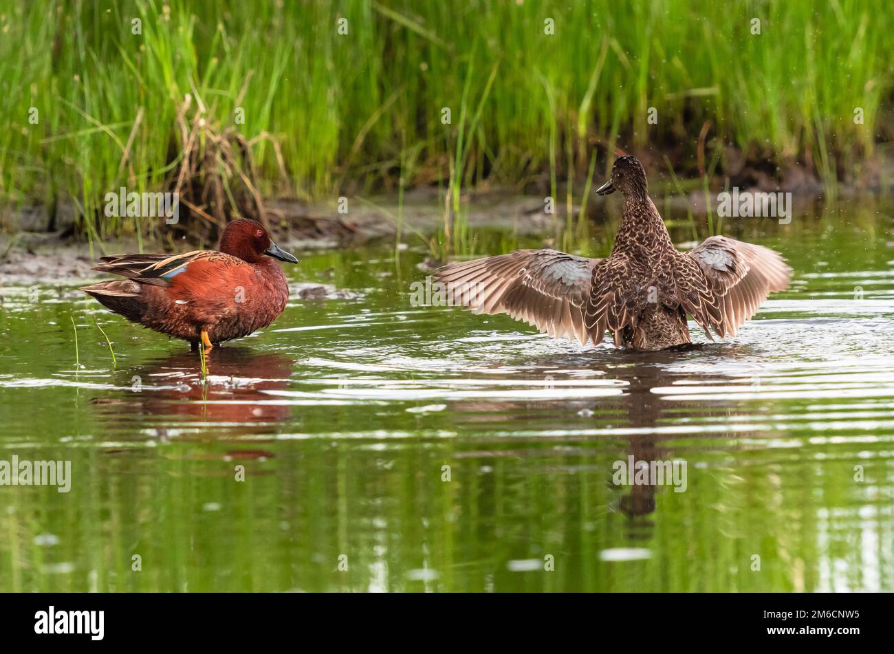 Ein Cinnamon-Teal-Paar in einem Sumpfgebiet, mit der weiblichen Ente, die mit ihren Flügeln flattert, während ihr Kumpel zusieht. Stockfoto