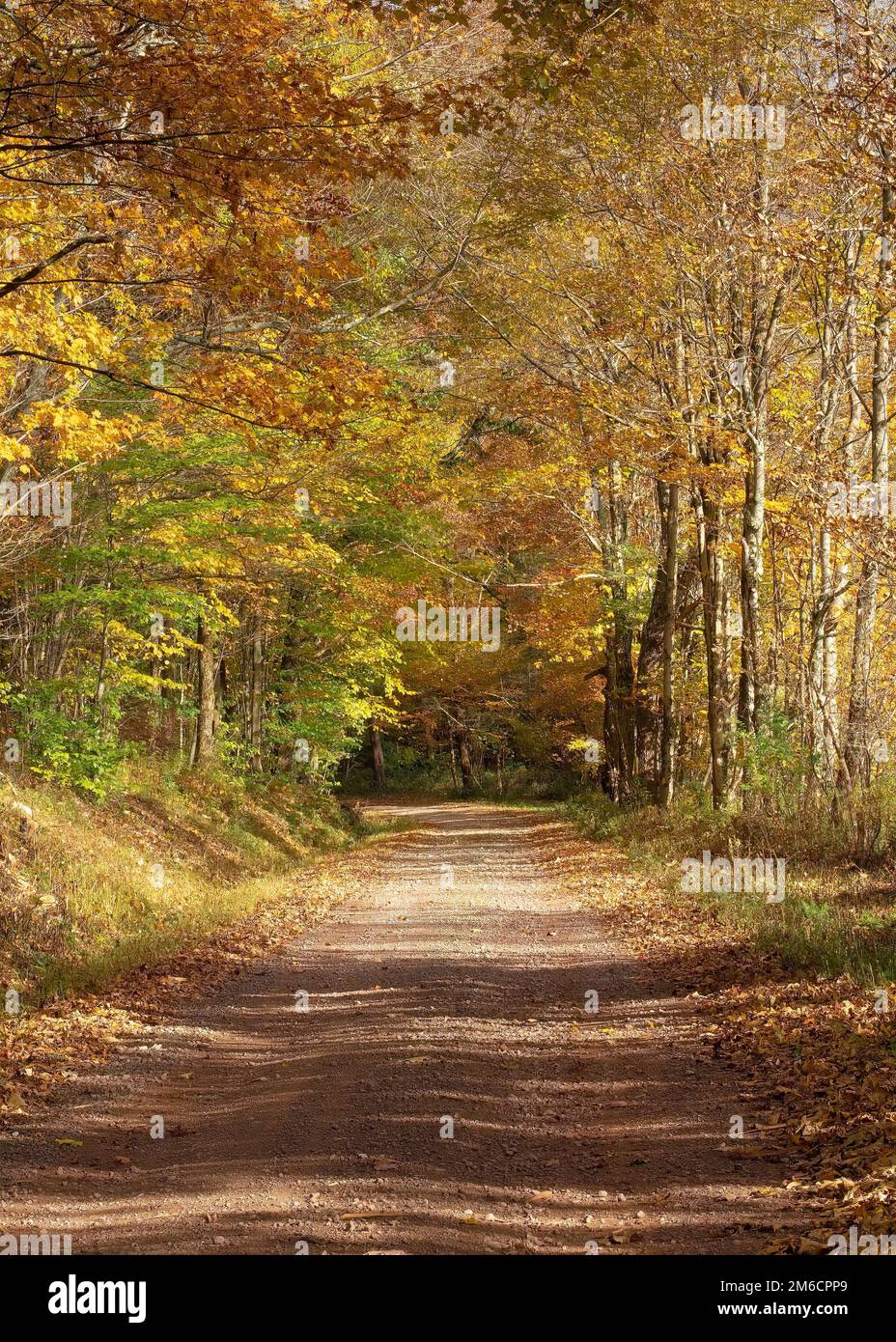 Einspurige Landstraße durch Wälder, mit lebhaften Herbstblattfarben, gedämpftem Licht durch die Bäume und leerer, ruhiger, sanfter Stimmung. Stockfoto