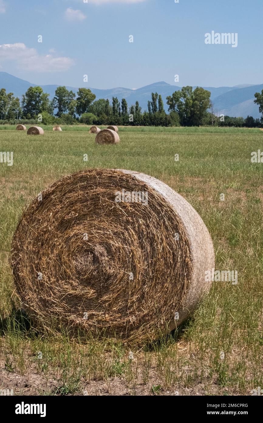 Weizengelb-goldene Ernte im Sommer. Landschaftslandschaft. Getreideernte, Ernte. Stockfoto