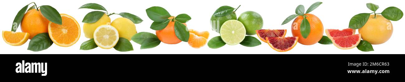 Collage Orangen Zitronen Mandarin Grapefruit Obst isoliert in einer Reihe von abgeschnitten isoliert Orangen Stockfoto