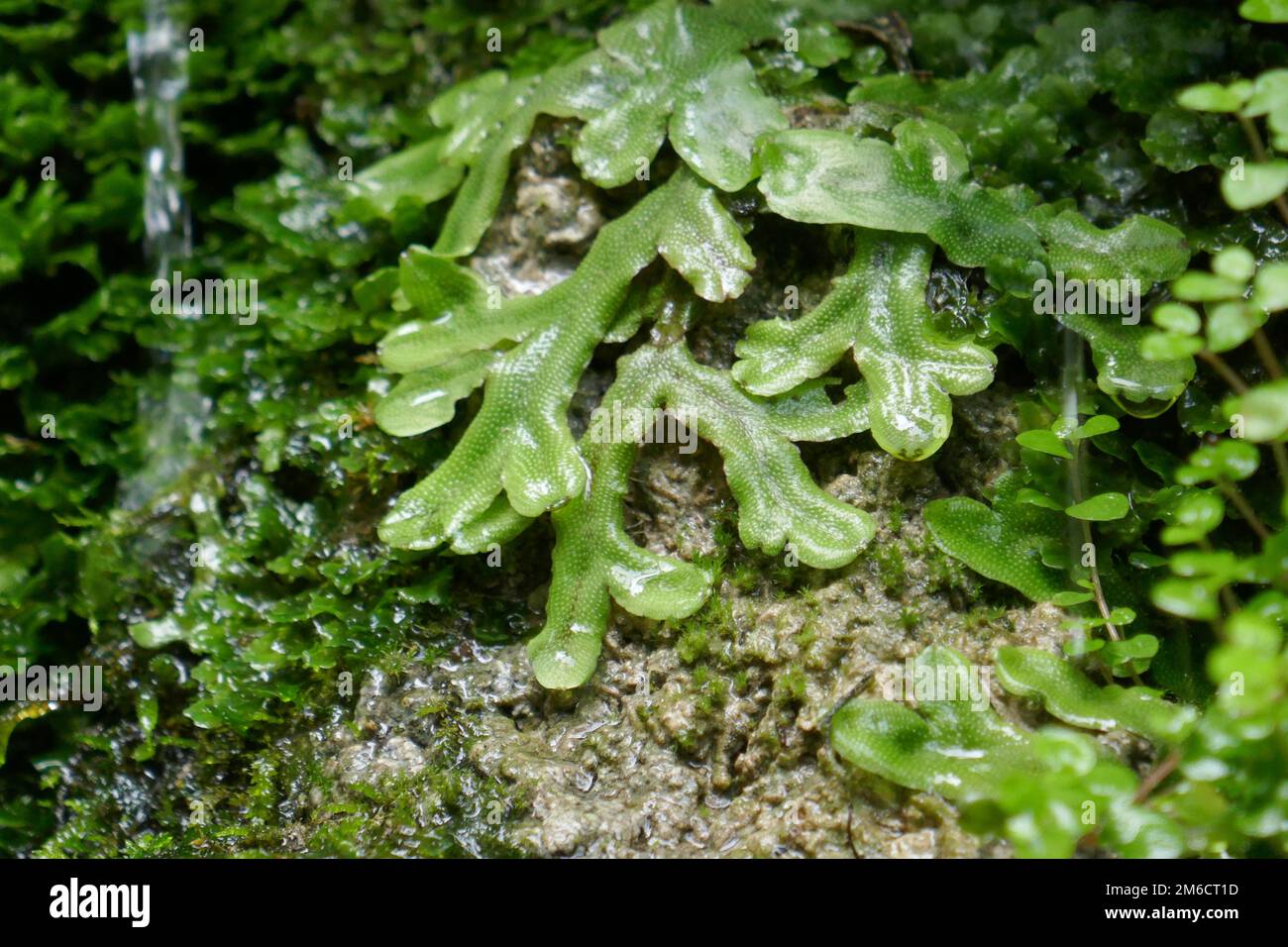 Leberwürze wunderschöne primitive üppige grüne Pflanze mit Wasser auf Blättern Stockfoto