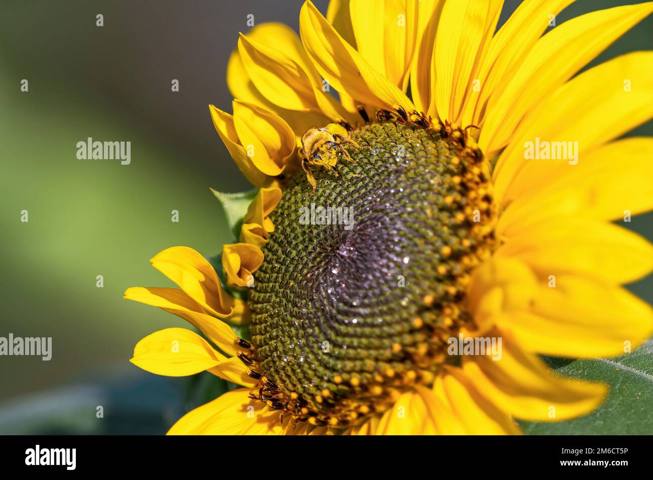 Eine weibliche Biene mit langen Hörnern, die Nektar auf einem großen, gelben Sonnenblumenkopf nippt. Stockfoto