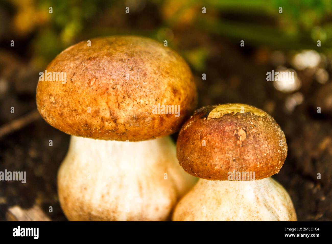 Zwei wunderschöne weiße Porcini-Pilze mit braunen Hüten wachsen in warmem Sonnenlicht unter grünen Blättern. Stockfoto