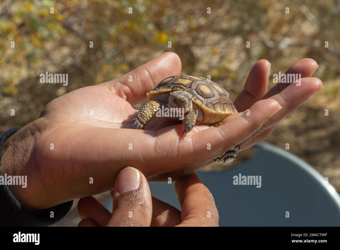 Shanese Risper, ein umfassender Koordinator für Umweltschulungen und -Erziehungsprogramme, hält eine Babyschildkröte während eines Earth Day Events vor dem Curation Center im Marine Corps Air Ground Combat Center, Twentynine Palms, Kalifornien, 22. April 2022. Der Earth Day vermittelt Bewusstsein für die Gesundheit und den Erhalt des Planeten durch interaktive Ausstellungen, die die natürlichen und kulturellen Ressourcen auf und um das Kampfzentrum zeigen. Stockfoto