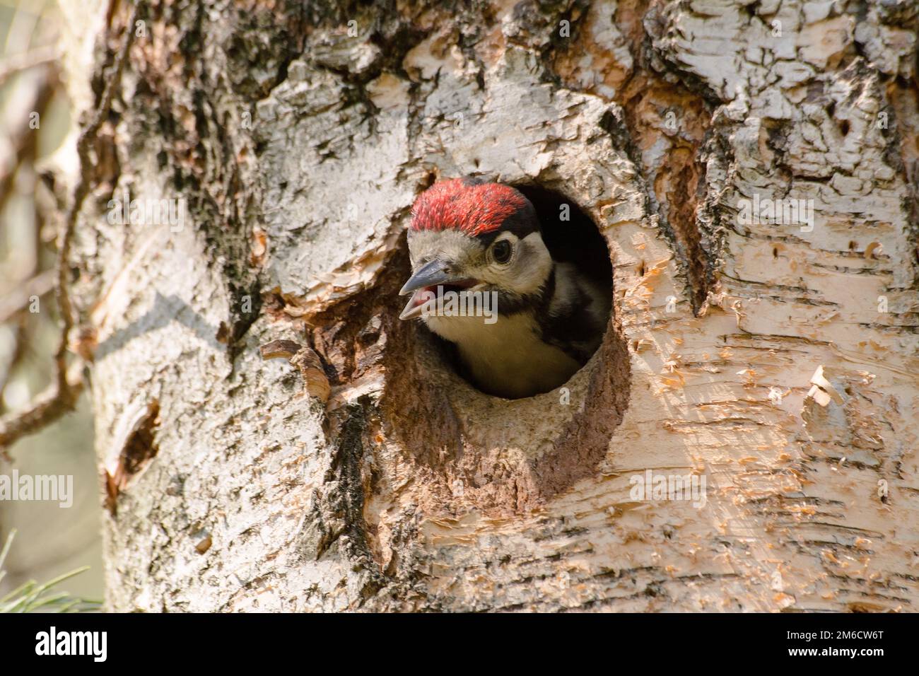Jungspecht (Dendrocopos major) in Baumhohl Stockfoto