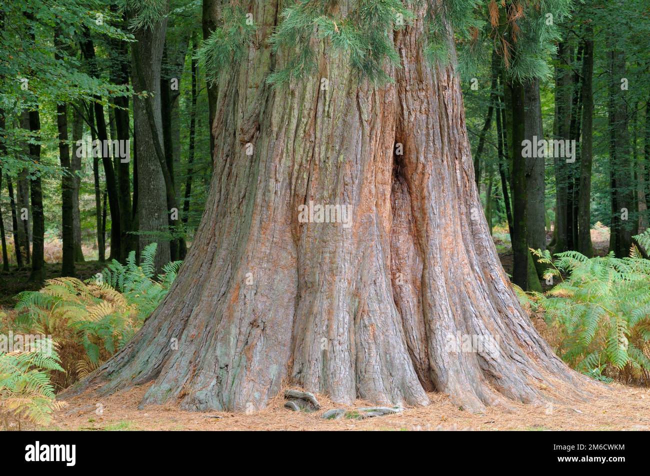 Riesen-Redwood-Baum oder Seqouia auf dem Rhinefield Ornamental Drive im New Forest National Park, Hampshire, England, Großbritannien. Stockfoto
